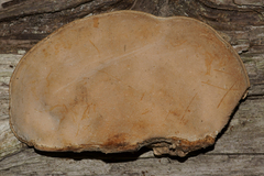 Trametes menziesii