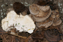 Trametes lactinea