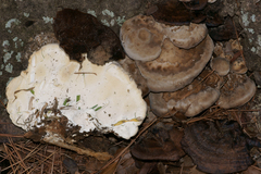 Trametes lactinea