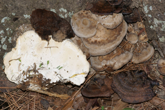 Trametes lactinea