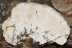 Trametes lactinea