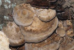 Trametes lactinea