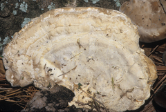 Trametes lactinea