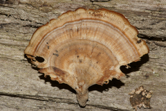 Trametes ectypa
