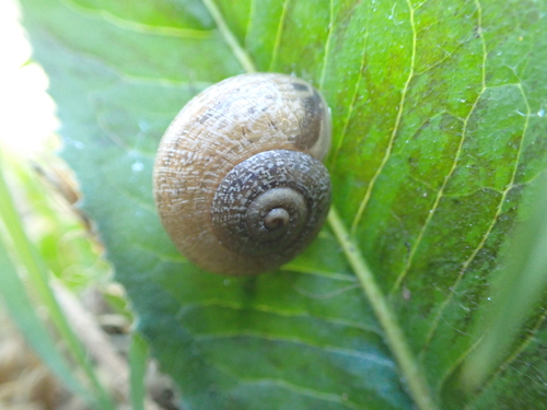 Otala lactea