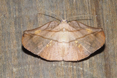 Xenomusa metallica