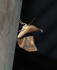Xenomusa metallica