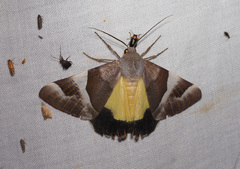 Niceteria macrocosma