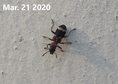 Thanasimus substriatus