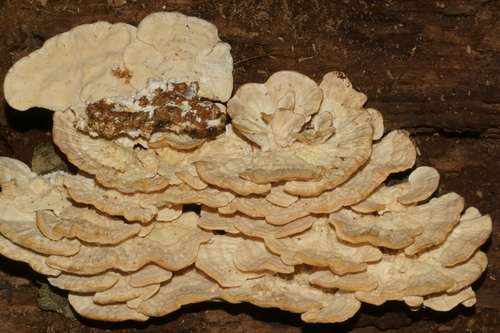 Pūkuotoji kempė nuotrauka