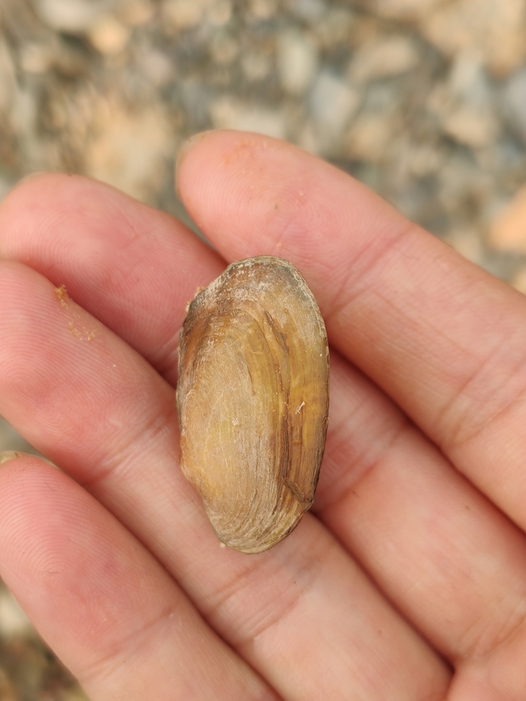 Trapezoideus