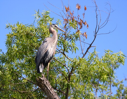iNaturalist observation photo of Great Blue Heron