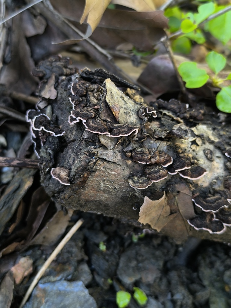 Punctularia strigosozonata · April 2026 · photo: © meaglinumut (iNaturalist, cc-by)