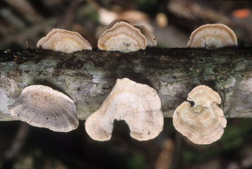 Trametes hirsuta observed 2003-01-03