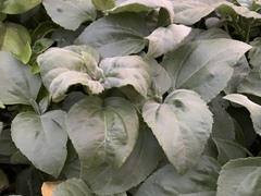 Wollastonia biflora