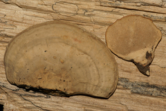 Trametes menziesii