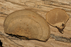 Trametes menziesii