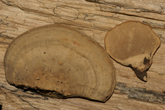 Trametes menziesii