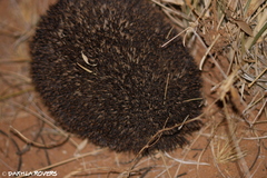 Paraechinus aethiopicus