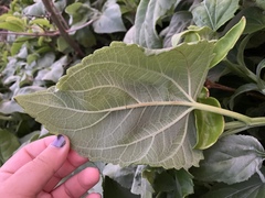Wollastonia biflora