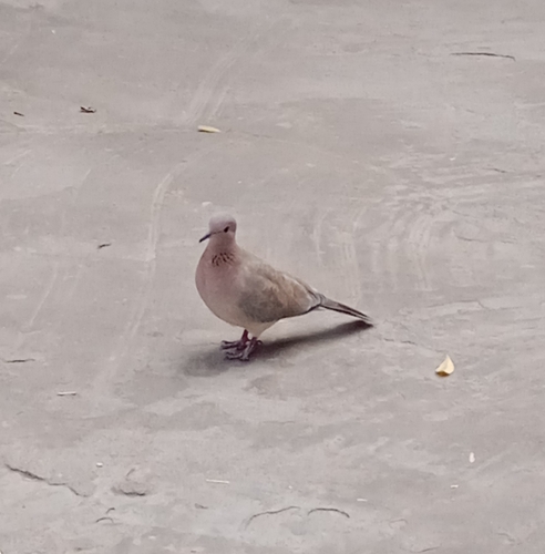 Laughing Dove