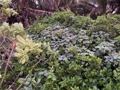 Wollastonia biflora