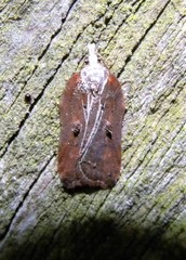 Acleris cristana