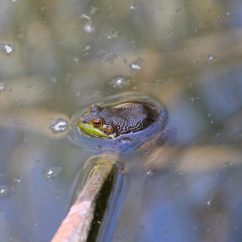 iNaturalist observation photo of American Bullfrog