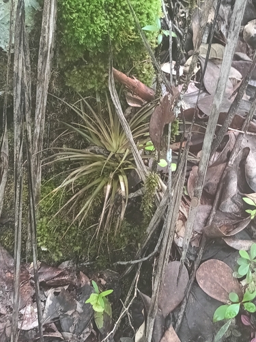 Lemeltonia monadelpha, photograph 2