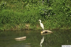 Egretta thula