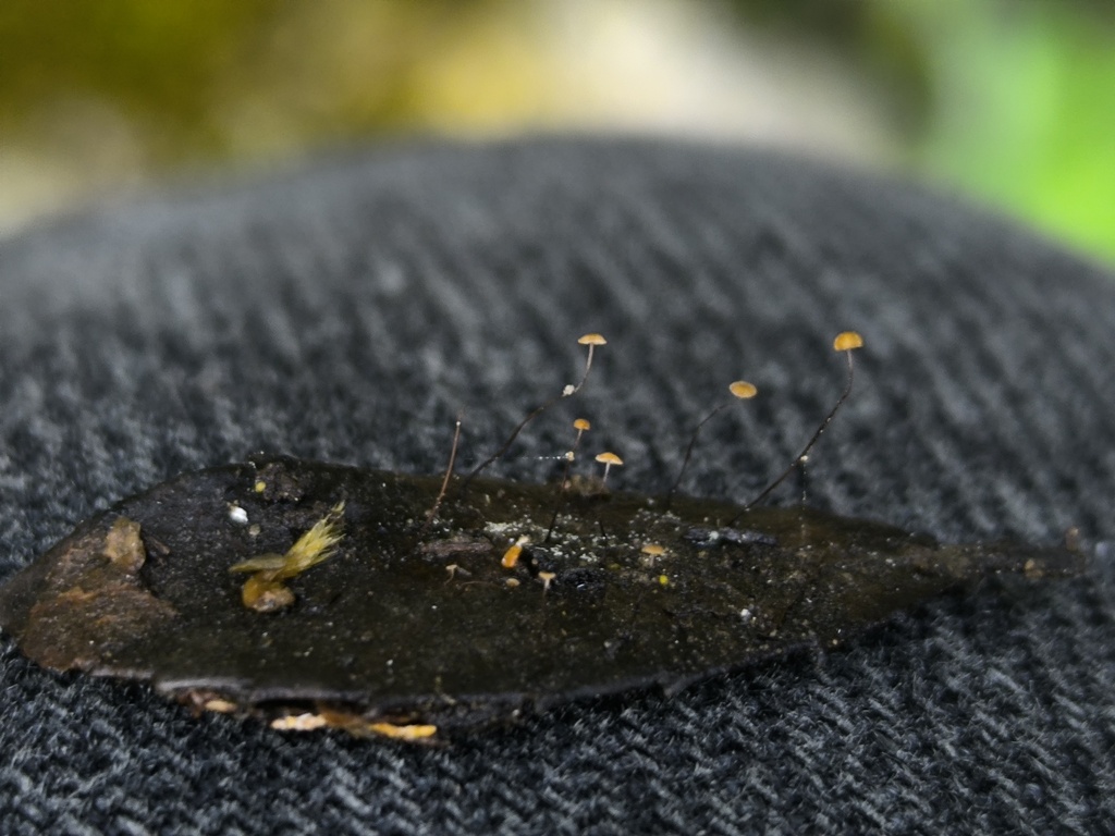 Cryptomarasmius corbariensis