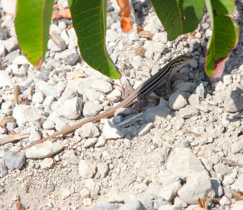 iNaturalist observation photo of Sonoran Spotted Whiptail