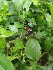 Phyllomacromia contumax