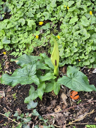 Cuckoo-pint