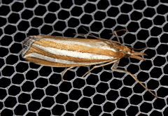 Hednota bivittella