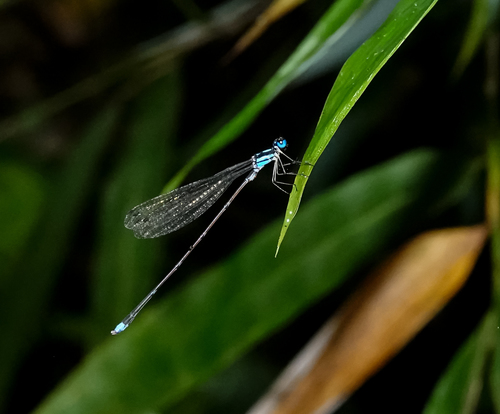 Coeliccia bimaculata