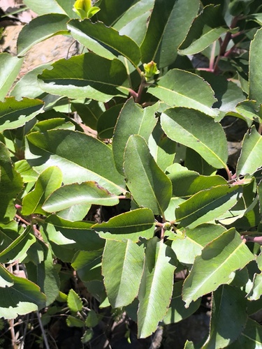 Arbutus andrachne, photograph 4
