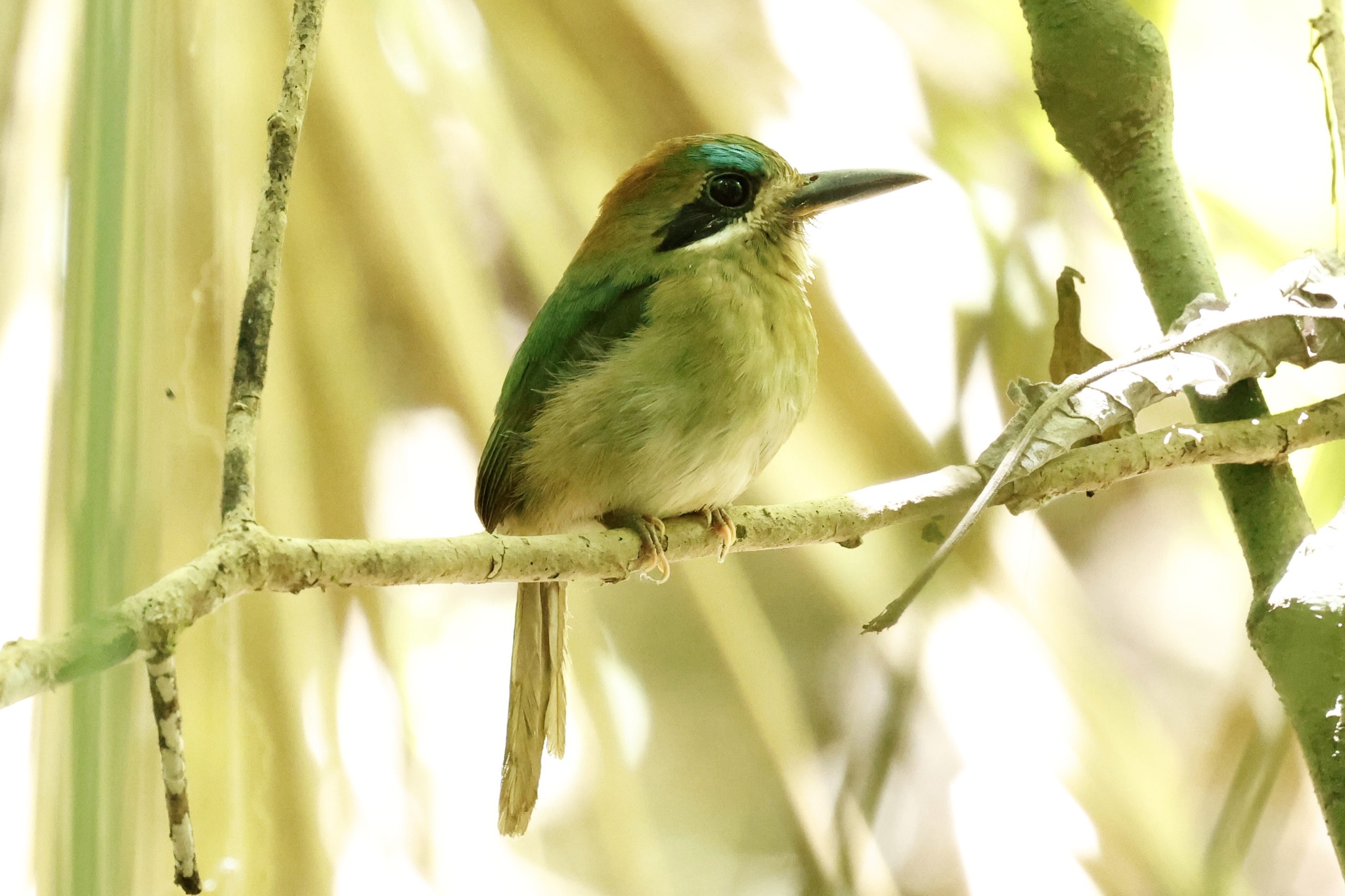 Tody Motmot (Hylomanes momotula), photo 3