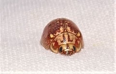 Paropsisterna decolorata