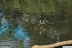 Himantopus mexicanus