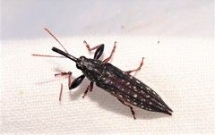 Rhinotia lineata