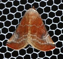 Mataeomera coccophaga