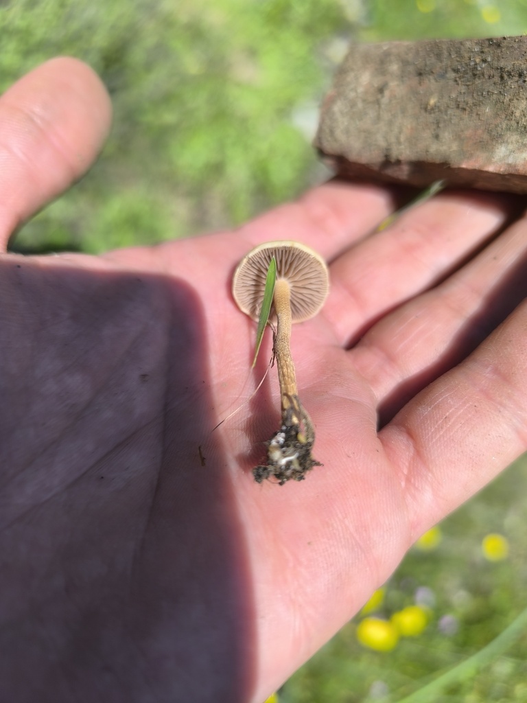 Agrocybe pediades · April 2026 · photo: © meaglinumut (iNaturalist, cc-by)