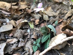 Pseuderanthemum variabile
