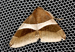 Dysgonia constricta