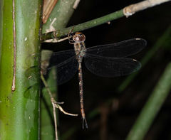 Gynacantha dravida