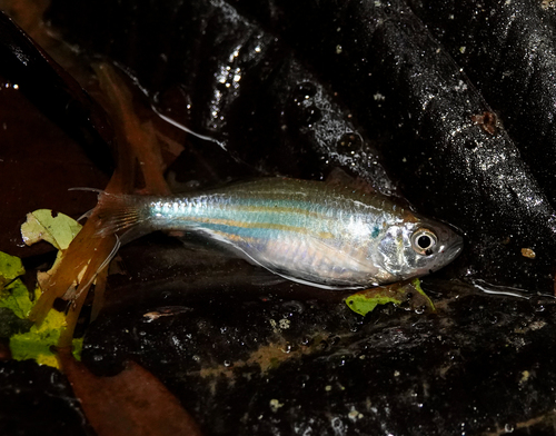 Giant danio (Devario aequipinnatus) — Cyprinidae — 2