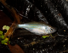 Devario aequipinnatus