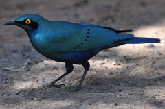 Greater Blue-Eared Starling photo 1