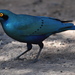 Greater Blue-eared Starling - Photo (c) Dave Govoni, some rights reserved (CC BY-NC-SA)